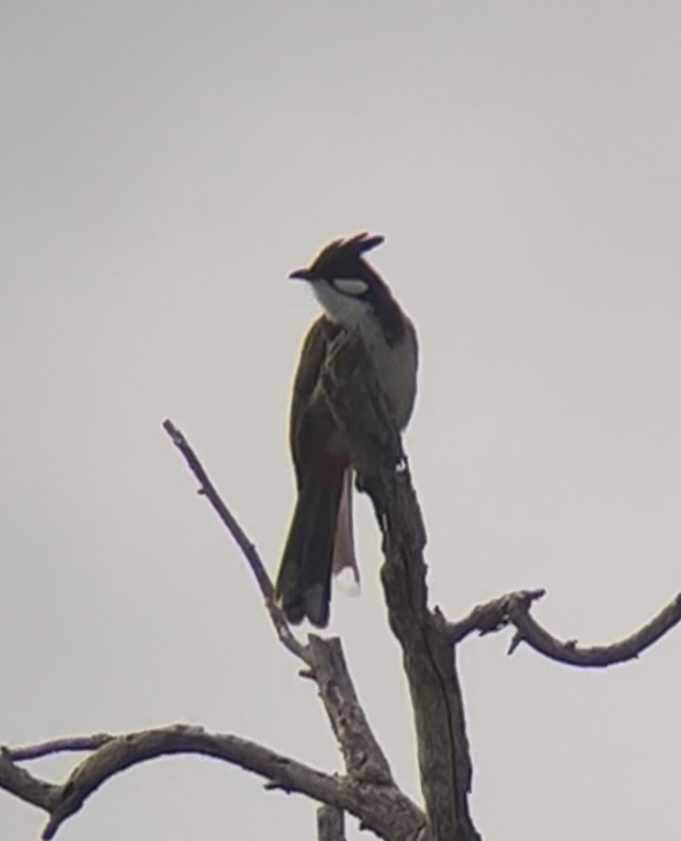 Red-whiskered Bulbul - ML644778844