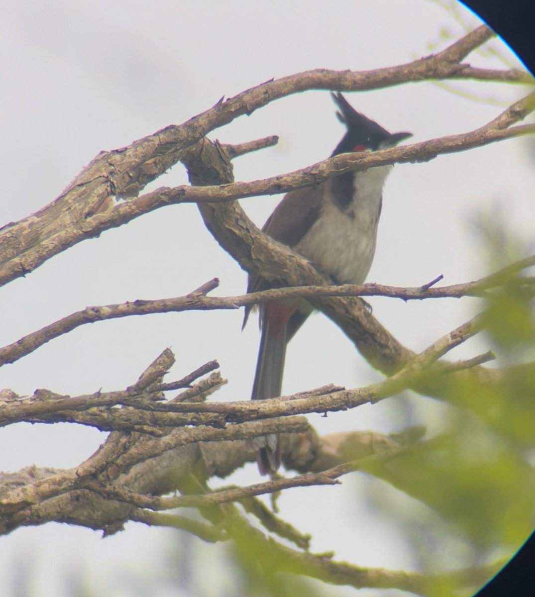 Red-whiskered Bulbul - ML644778845