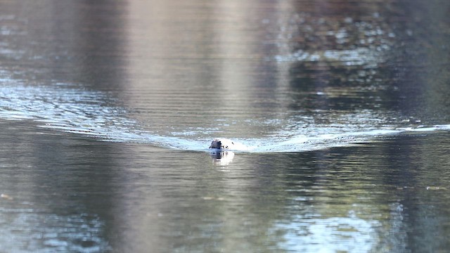 Castor americano - ML644778846