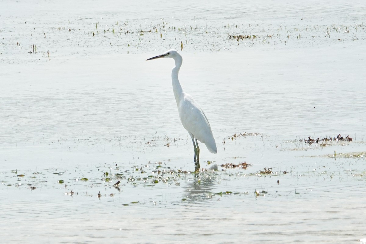 カラシラサギ - ML644778861