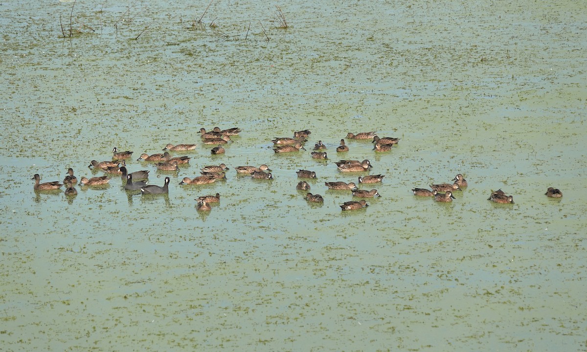 Blue-winged Teal - ML644778862