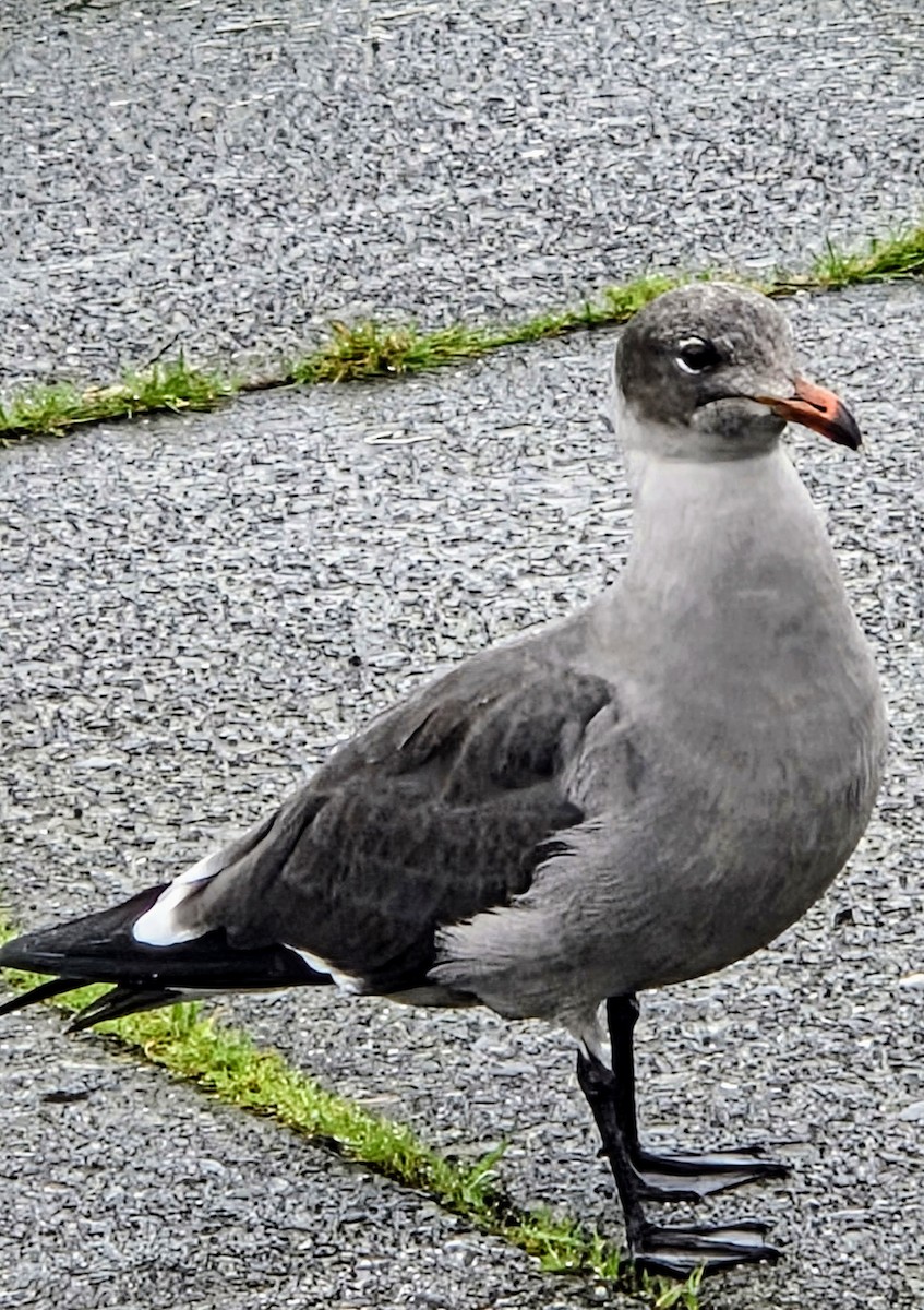 Heermann's Gull - ML644778870