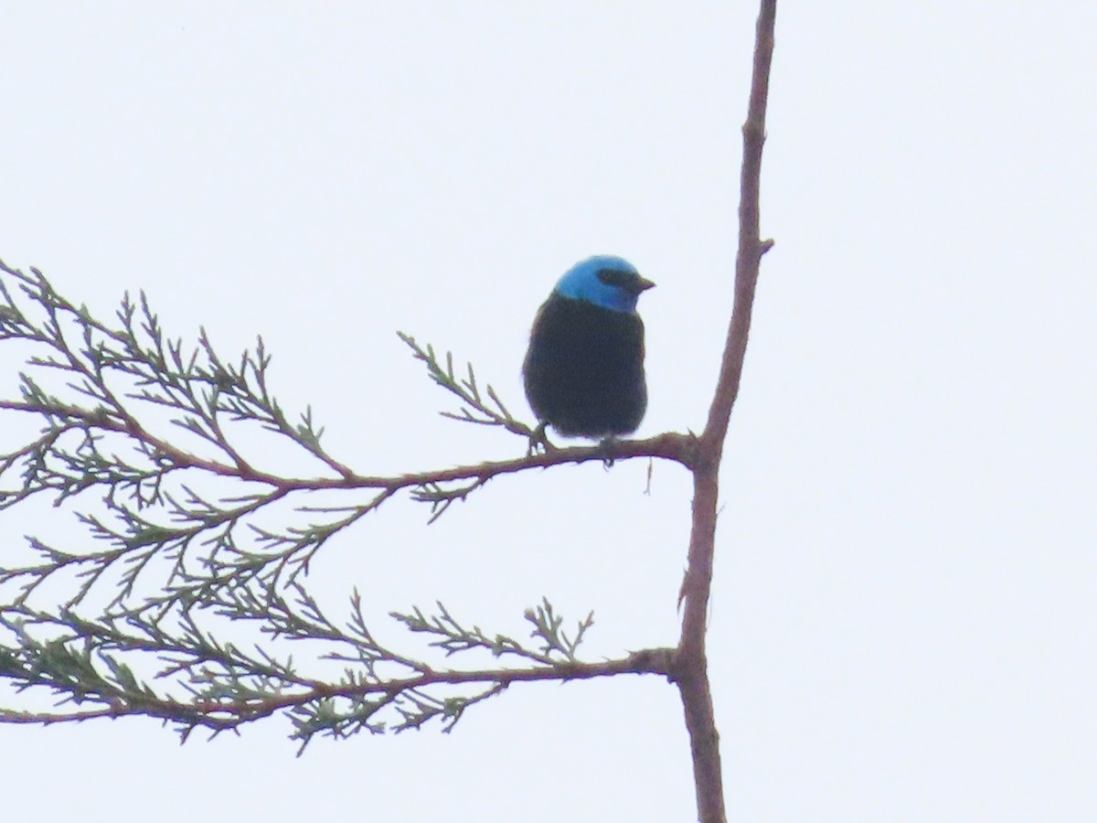 Blue-necked Tanager - ML644778871