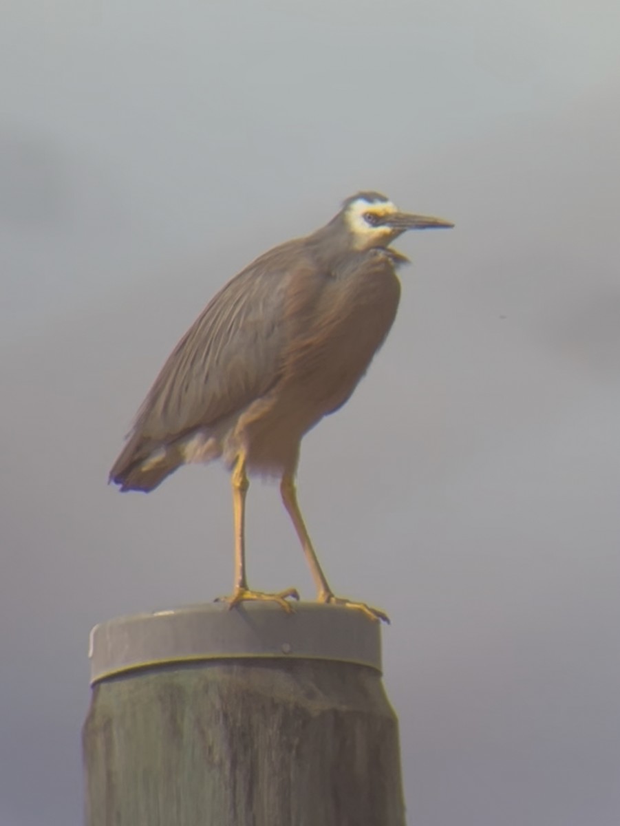 White-faced Heron - ML644778872