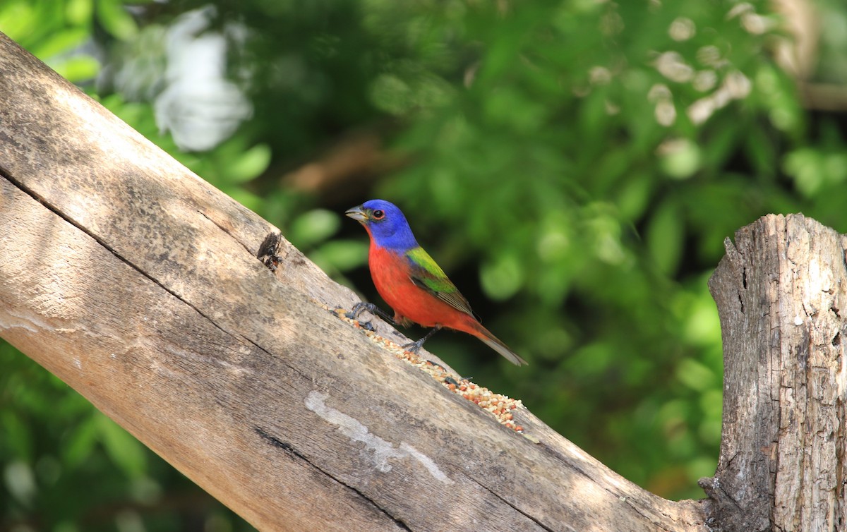 Painted Bunting - ML644778875