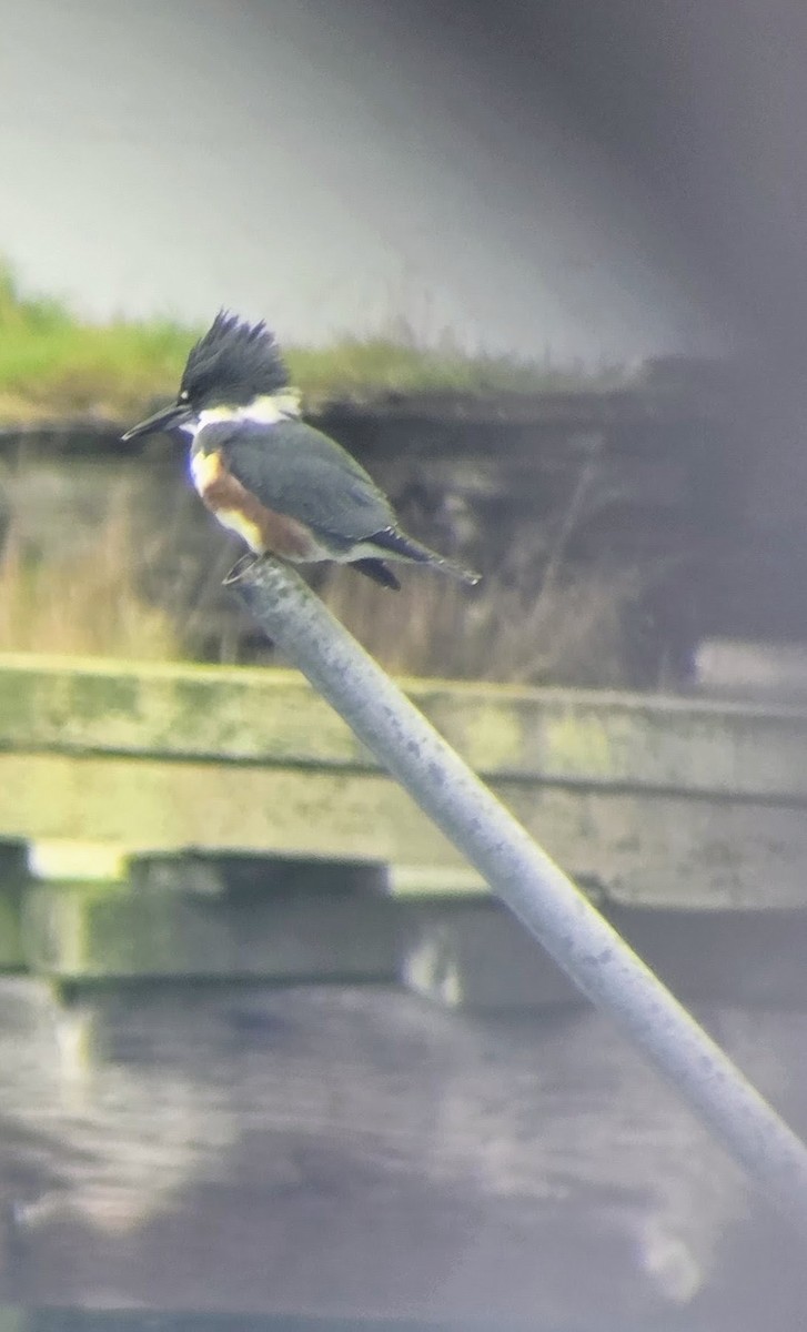 Belted Kingfisher - ML644778883