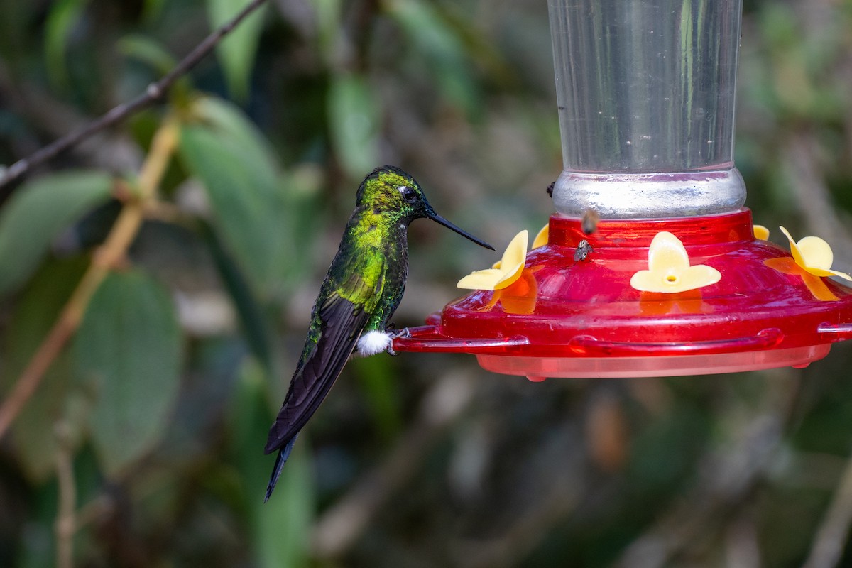 langstjertdunfot - ML644778884