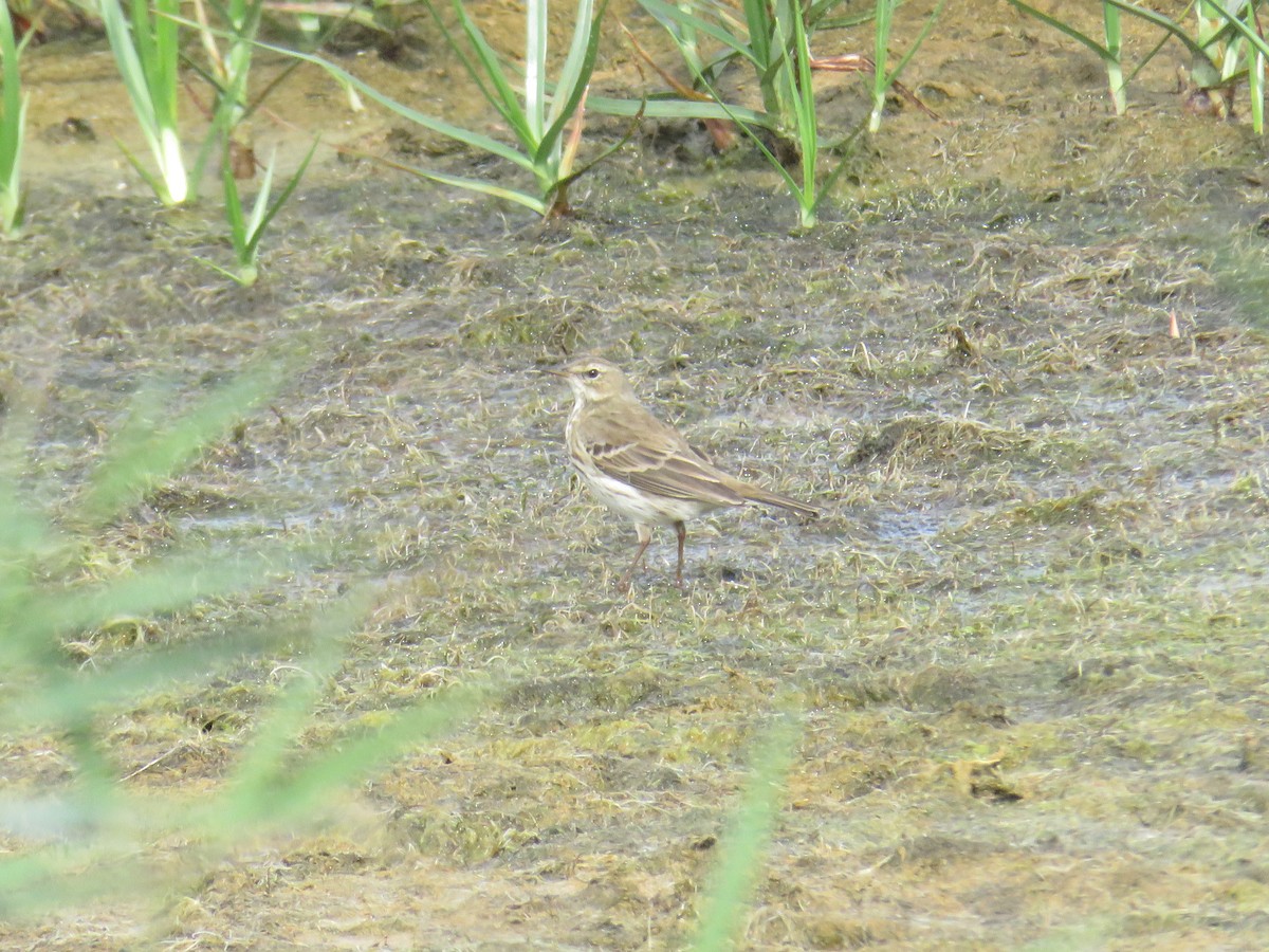 Pipit spioncelle - ML644778885