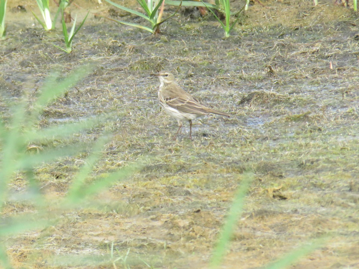 Pipit spioncelle - ML644778886