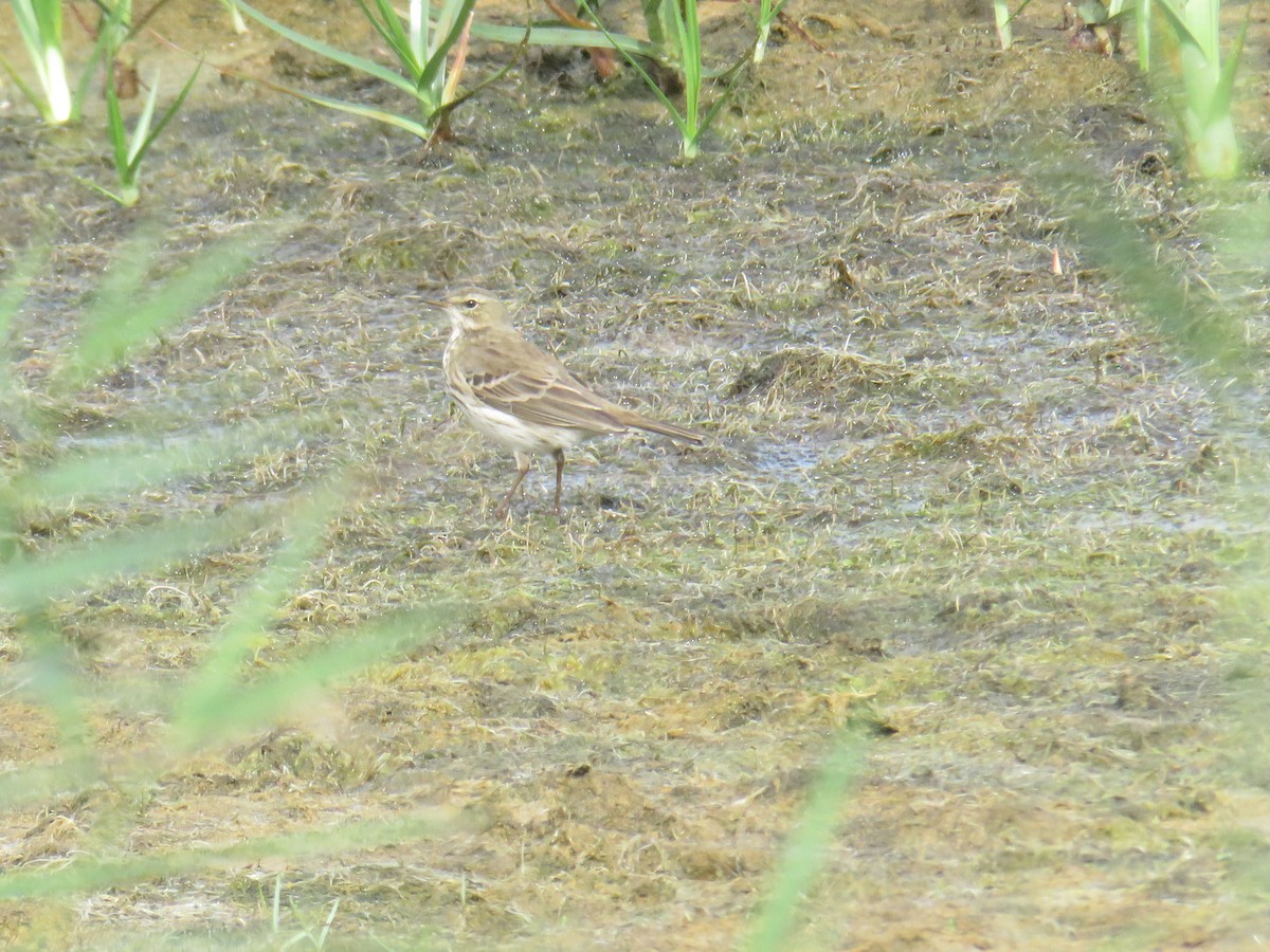 Pipit spioncelle - ML644778887