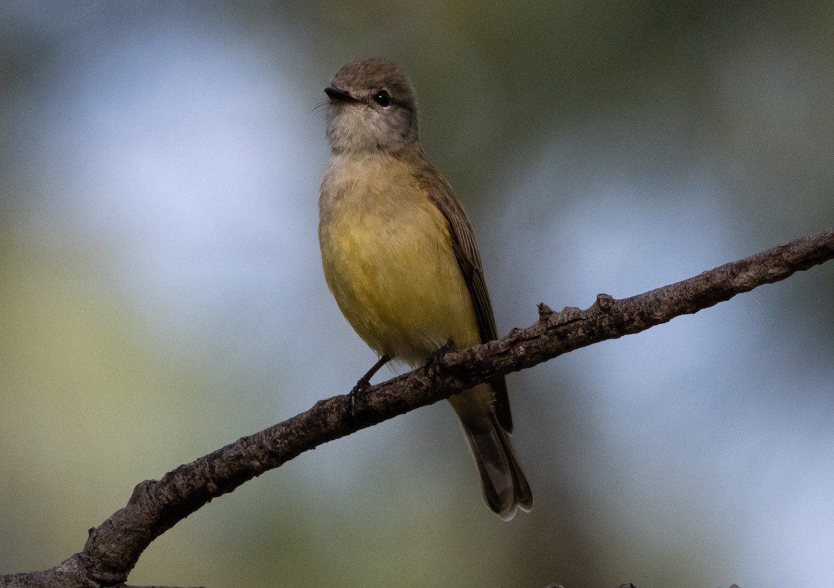 Lemon-bellied Flyrobin (Lemon-bellied) - ML644778890