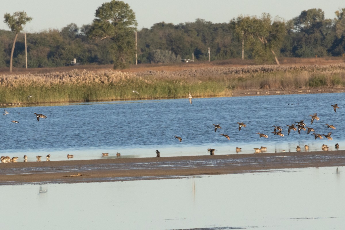 Blue-winged Teal - ML644778891