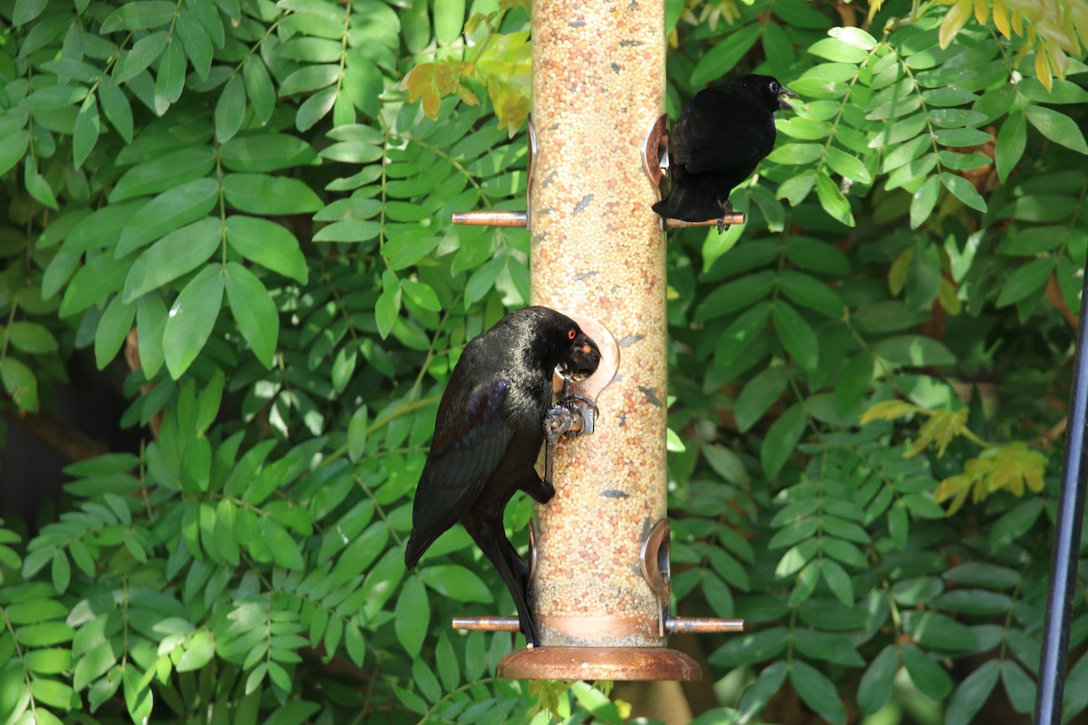 Красноглазый трупиал - ML644778892