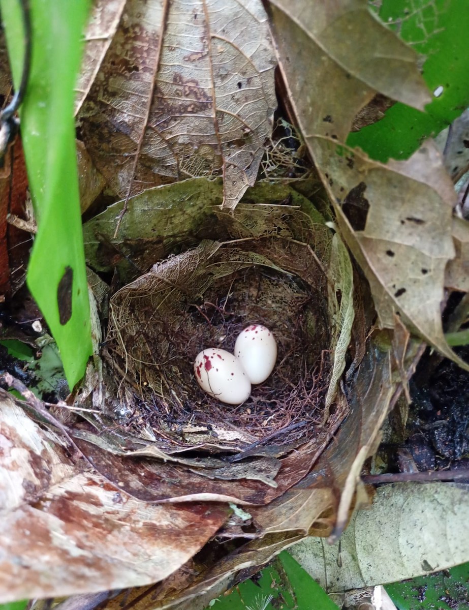 Greenish Schiffornis - ML644778896