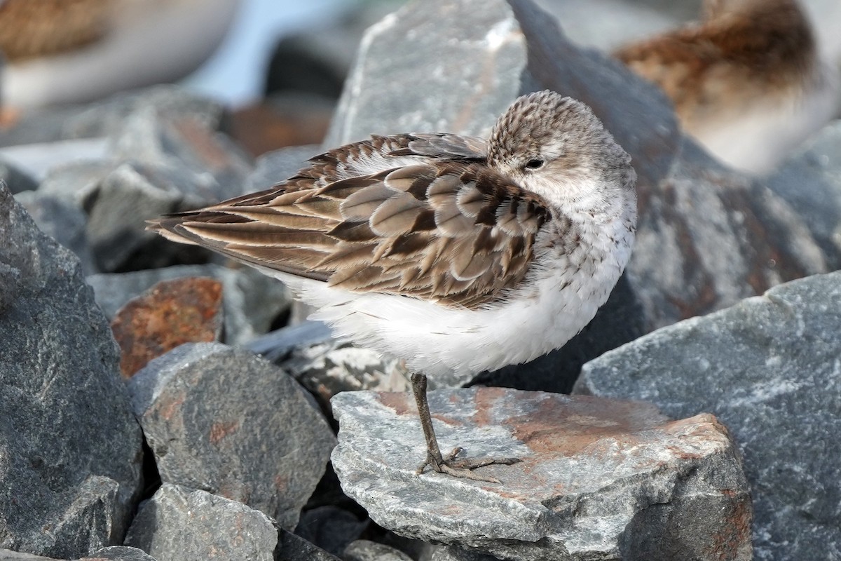 Semipalmated Sandpiper - ML644778897