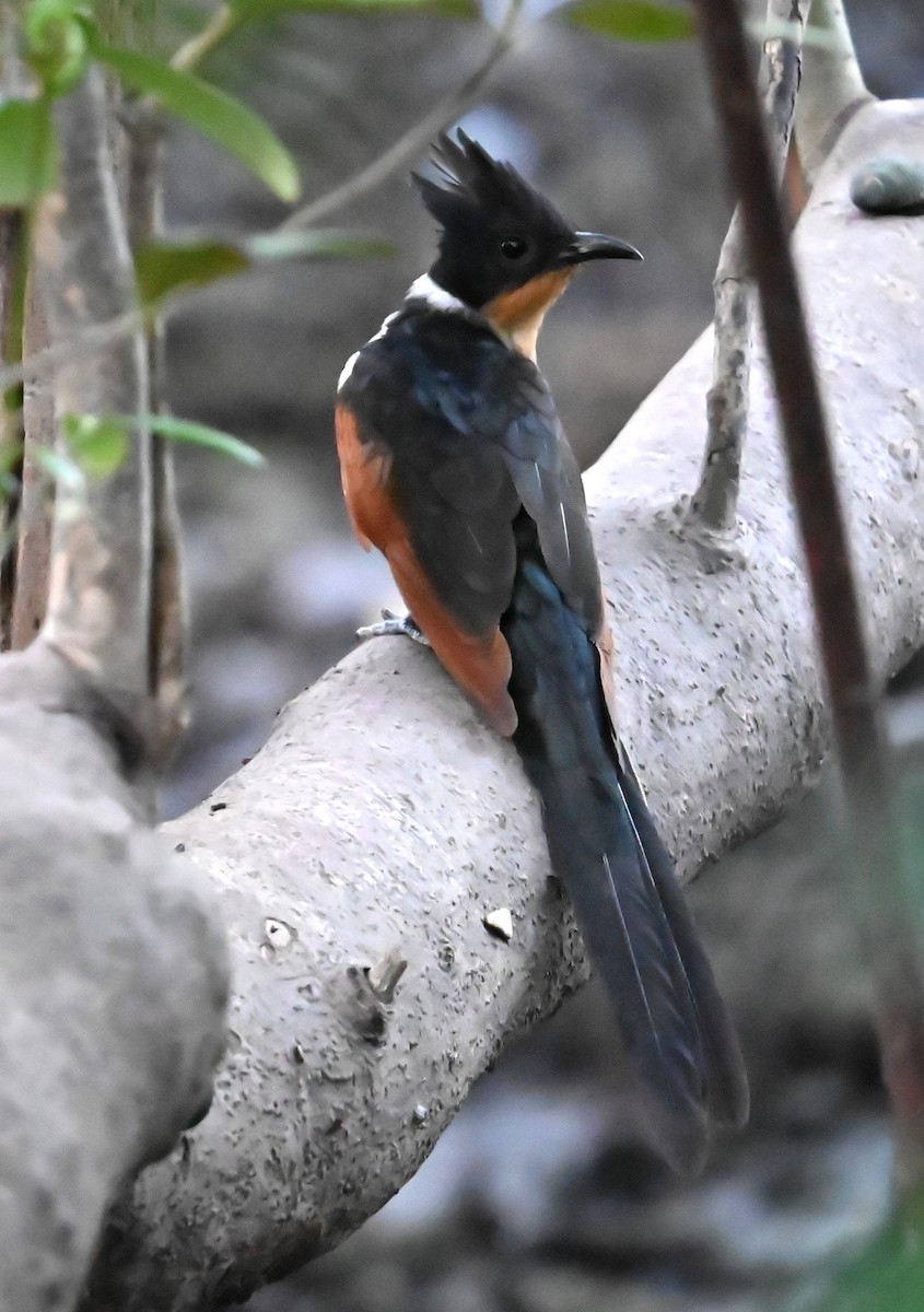 Chestnut-winged Cuckoo - ML644778898