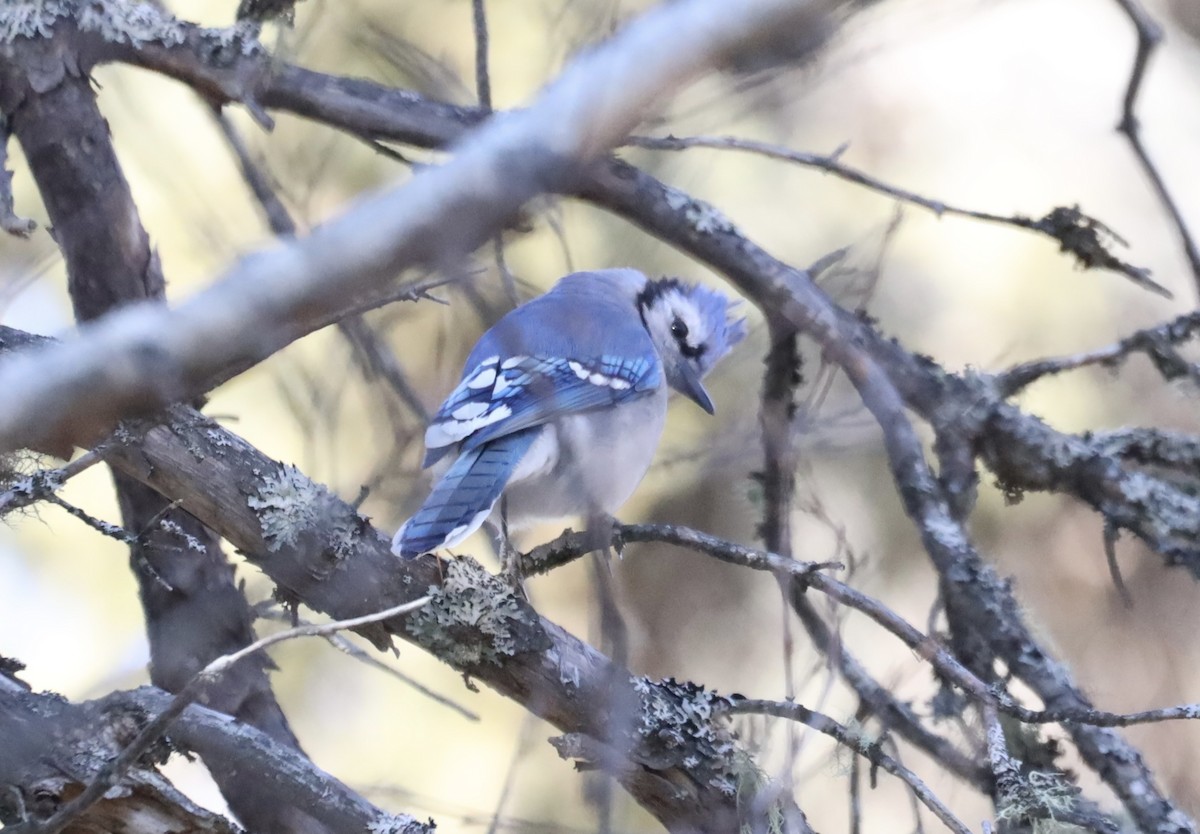 Blue Jay - ML644778900