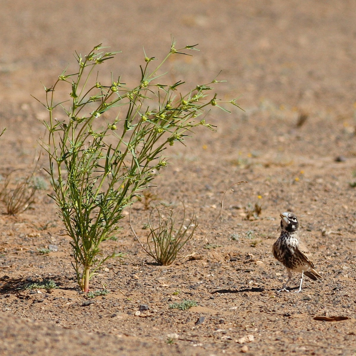 Thick-billed Lark - ML644778902