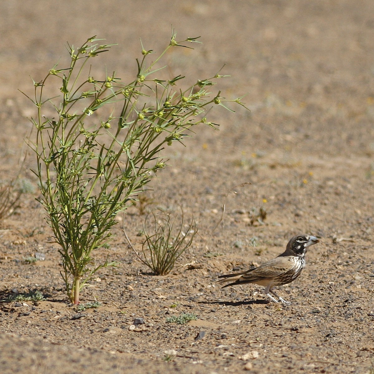 Thick-billed Lark - ML644778903