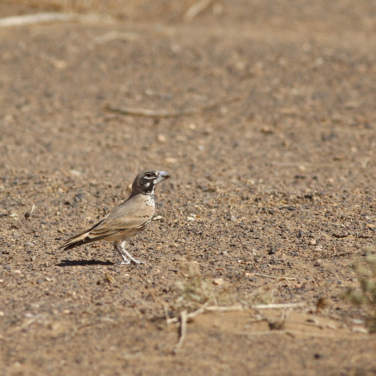 Thick-billed Lark - ML644778904