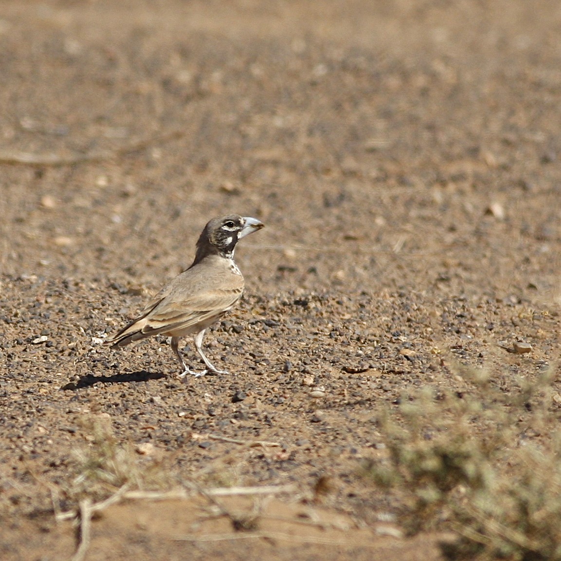 Thick-billed Lark - ML644778905