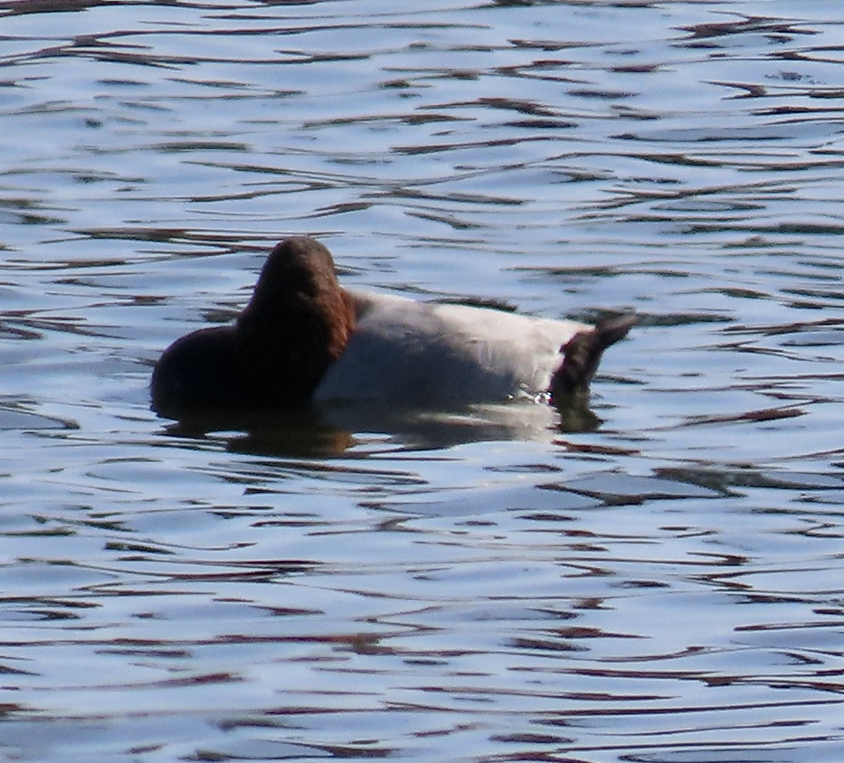 Murgilari bizkarzuria - ML644778913