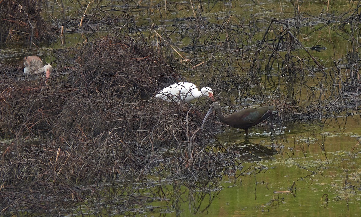 Ibis falcinelle ou I. à face blanche - ML644778915