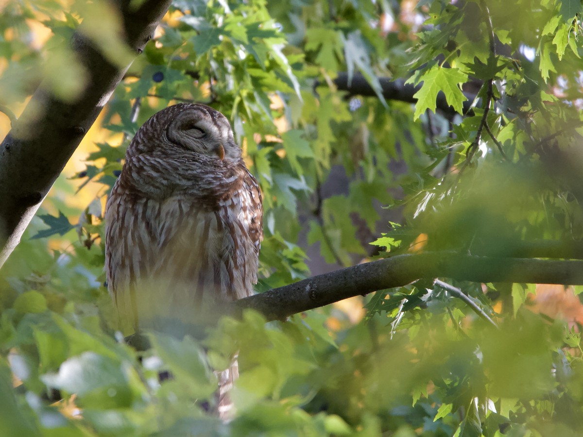 Barred Owl - ML644778918