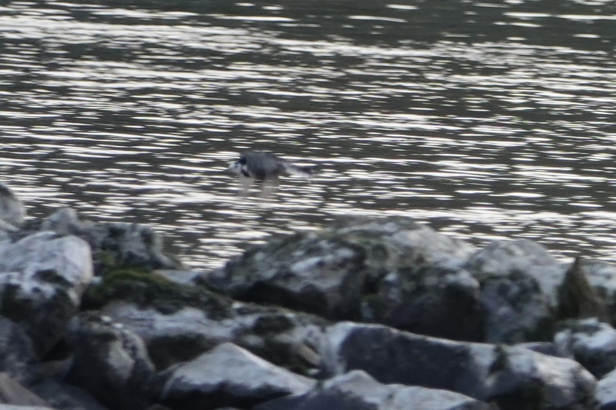 נחליאלי לבן - ML644778920