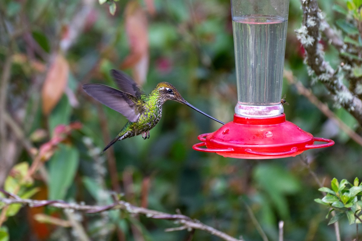 sverdkolibri - ML644778924