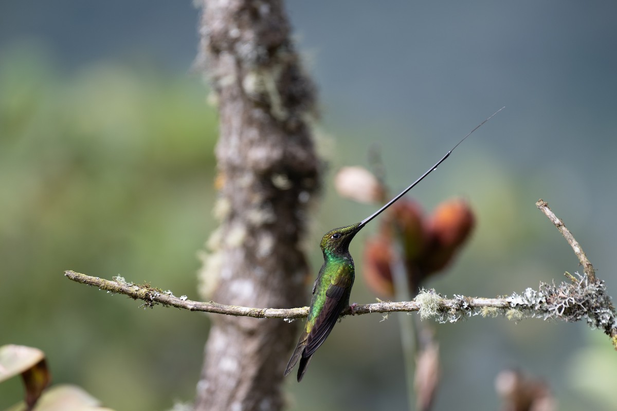 sverdkolibri - ML644778925