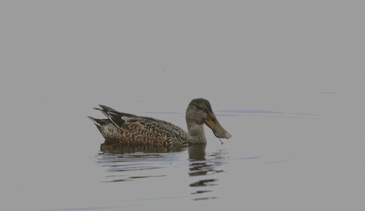 skjeand - ML644778926