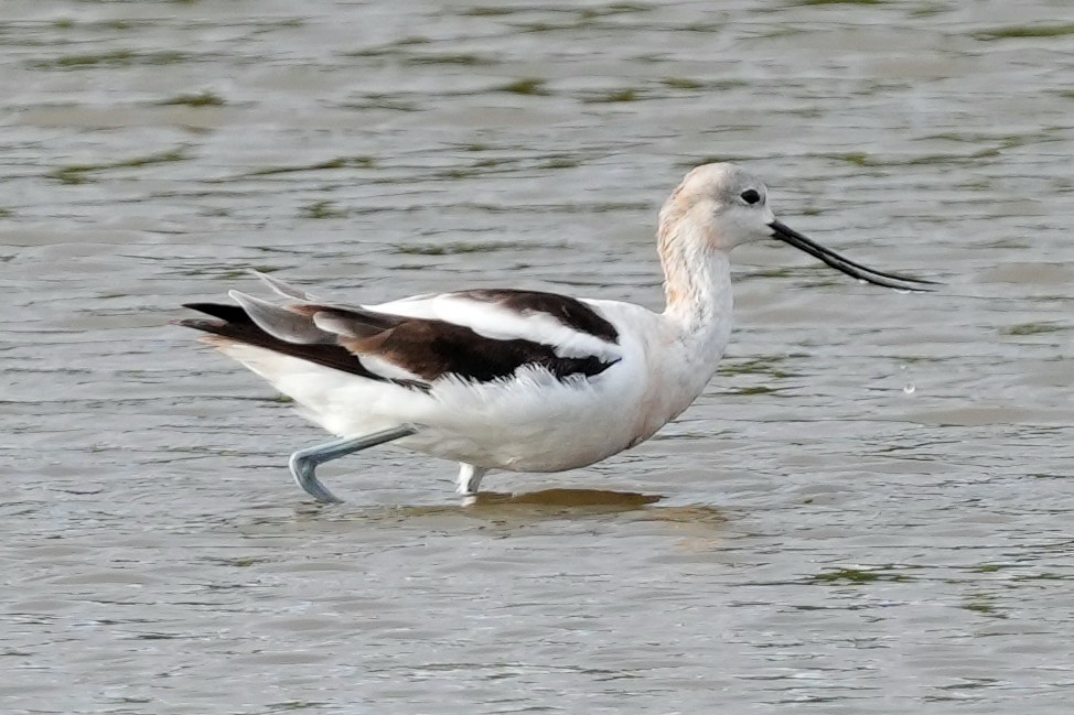 American Avocet - ML644778929