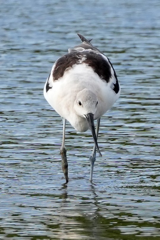 American Avocet - ML644778930