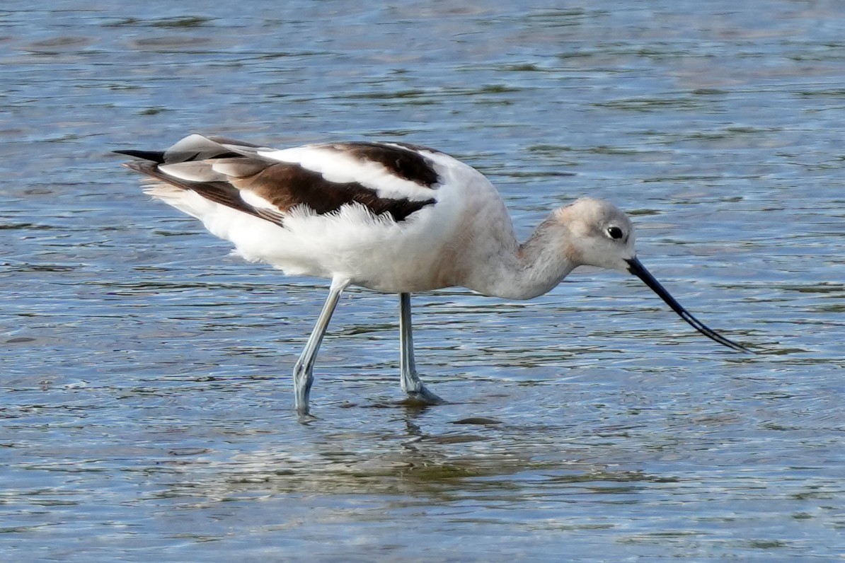 American Avocet - ML644778933