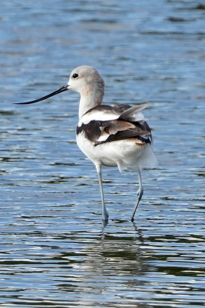 American Avocet - ML644778934