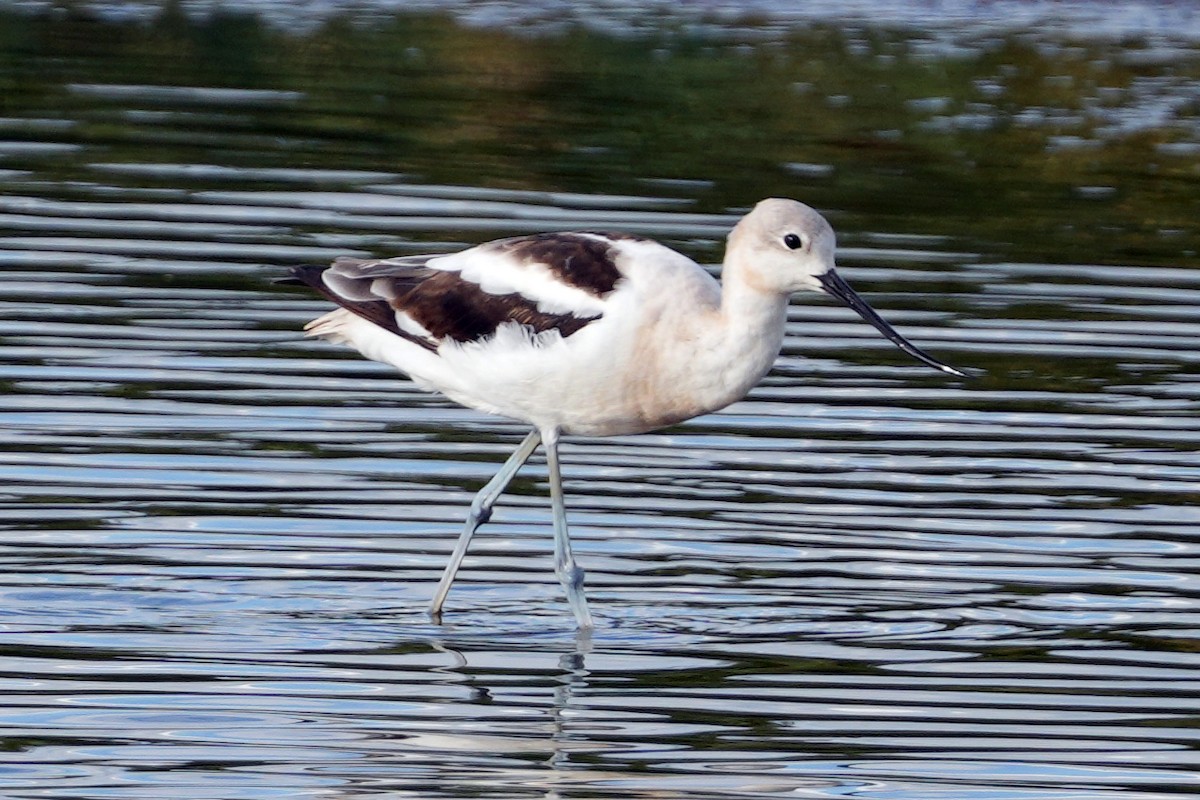 American Avocet - ML644778935