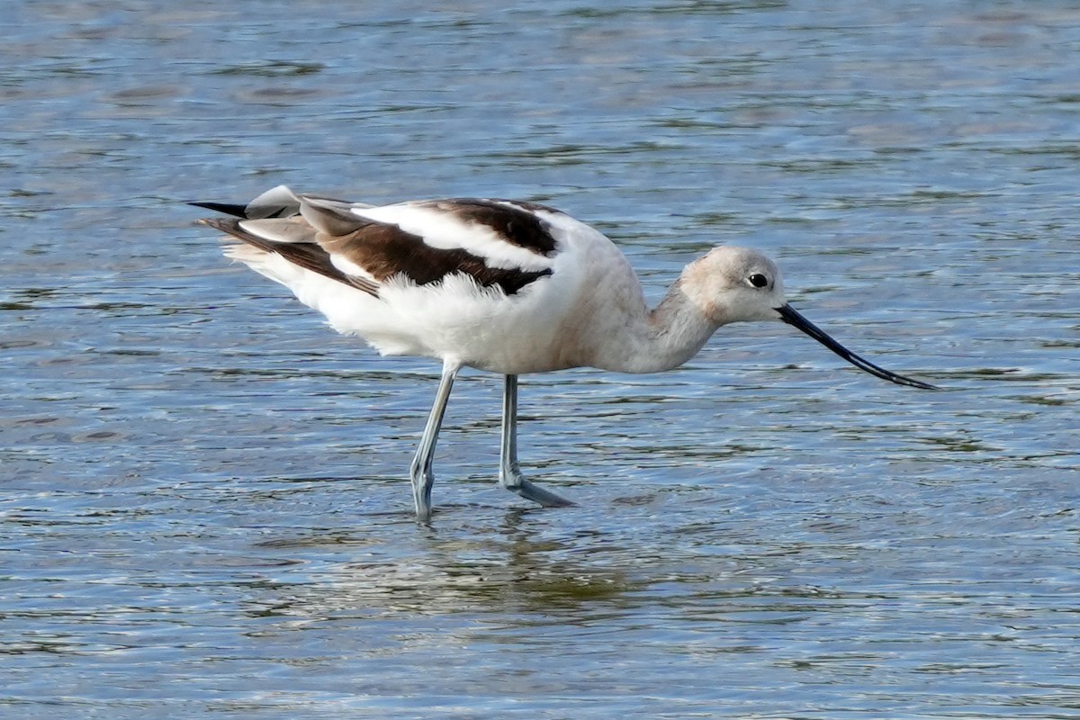 American Avocet - ML644778936