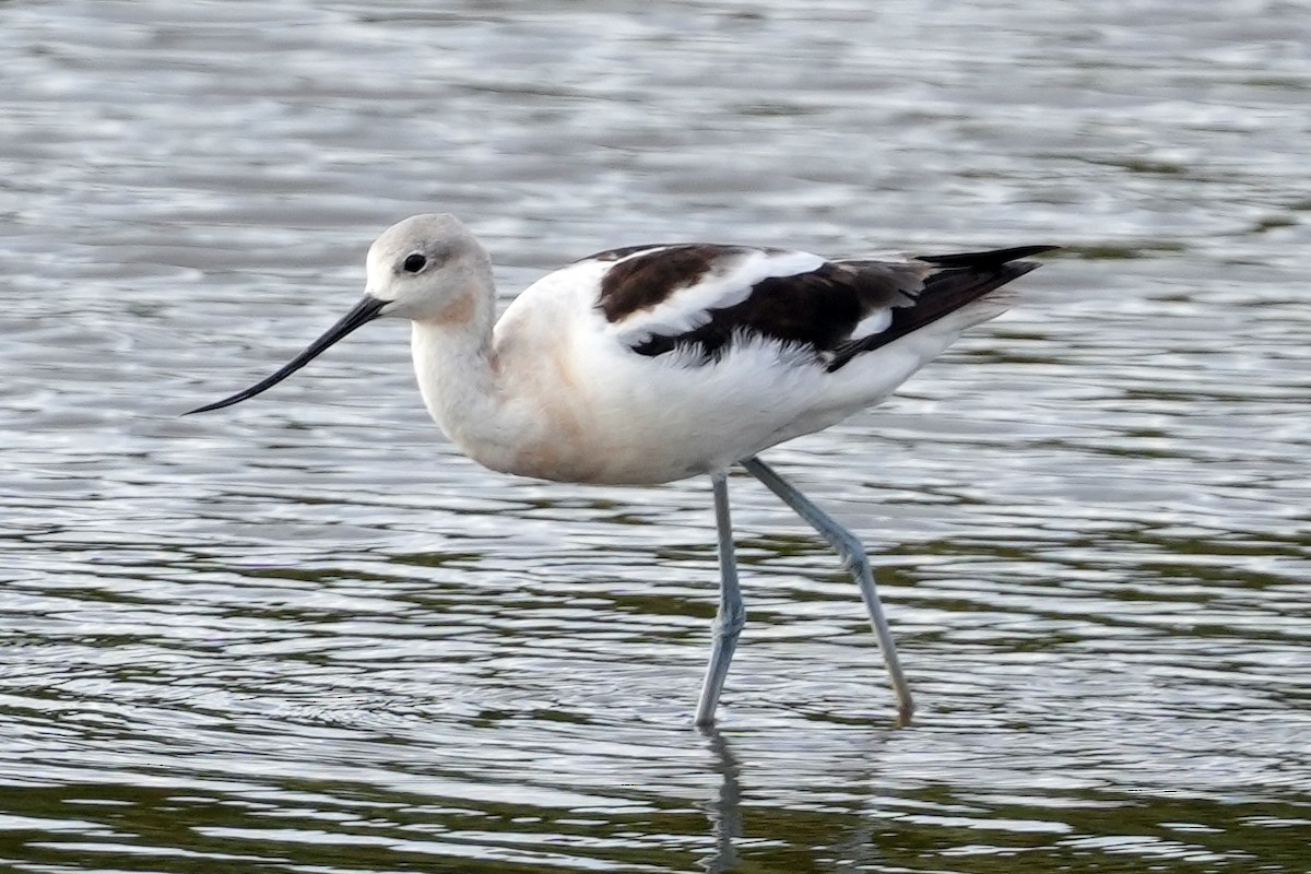 American Avocet - ML644778937