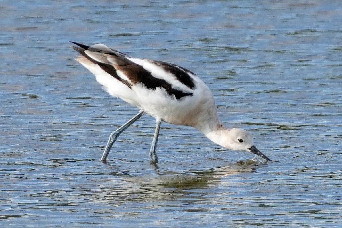 American Avocet - ML644778938