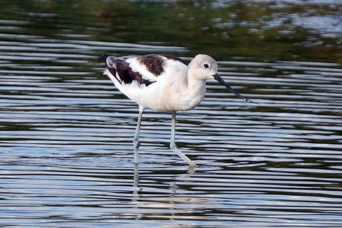 American Avocet - ML644778939