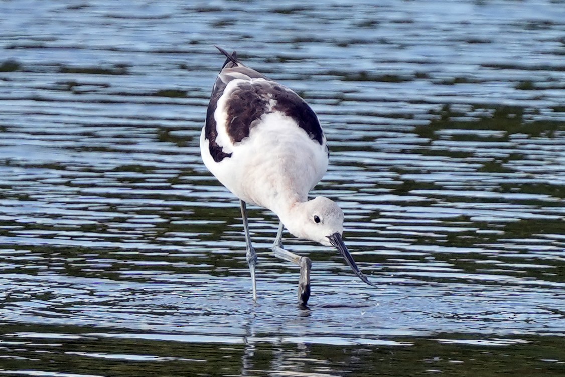 American Avocet - ML644778941
