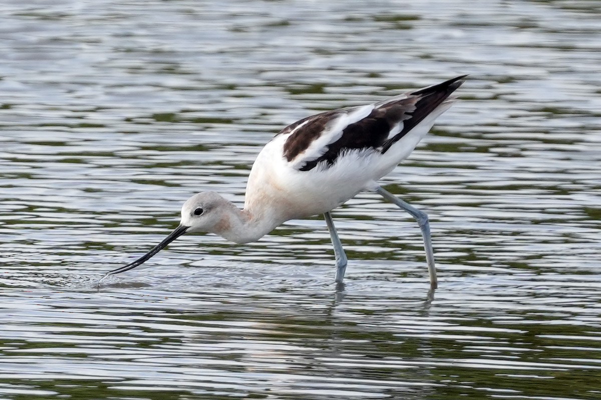 American Avocet - ML644778942