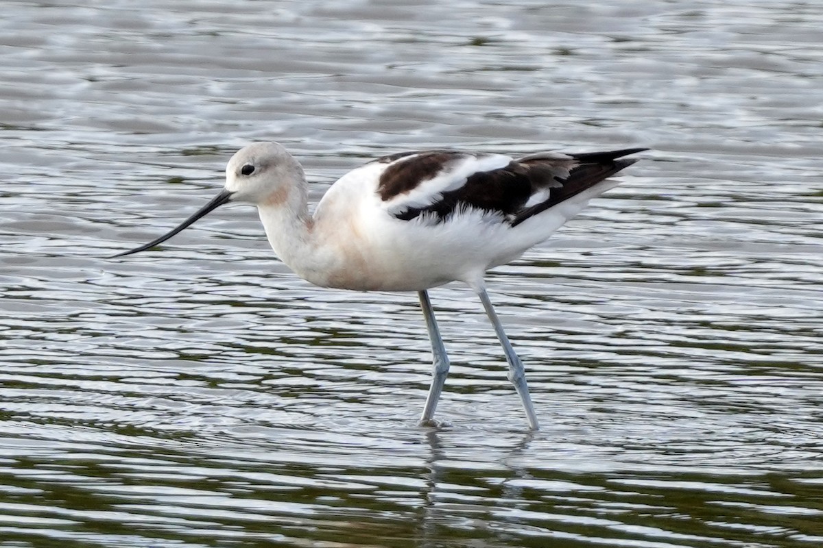 American Avocet - ML644778943