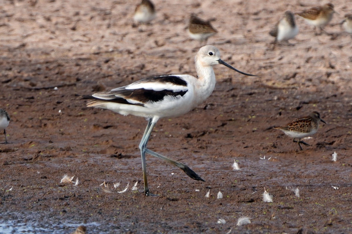 American Avocet - ML644778944
