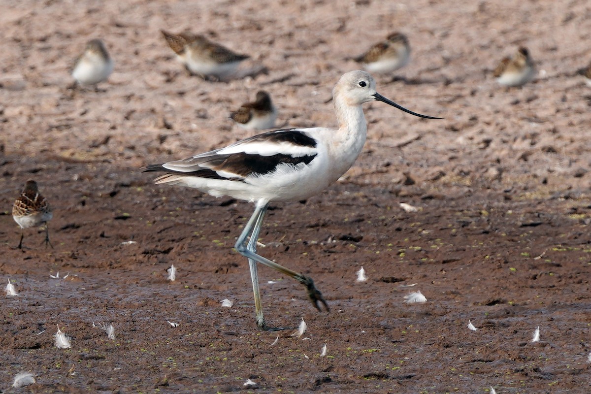 American Avocet - ML644778945