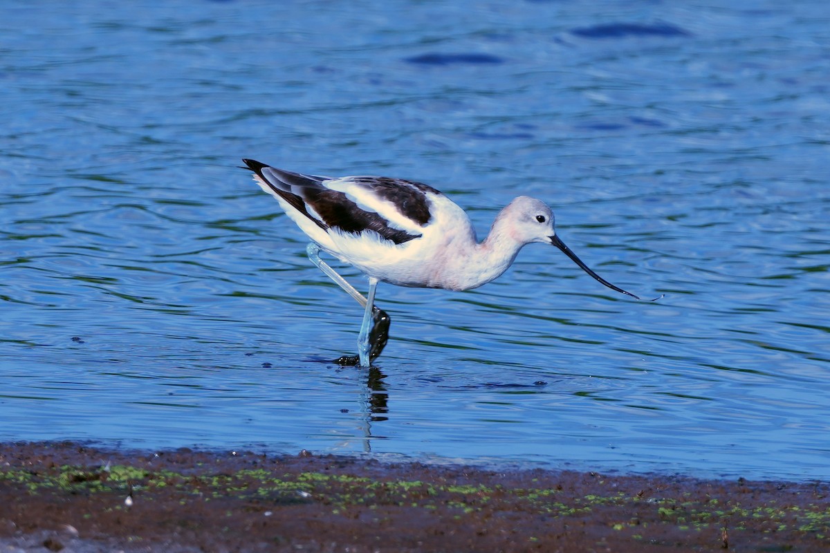 American Avocet - ML644778946