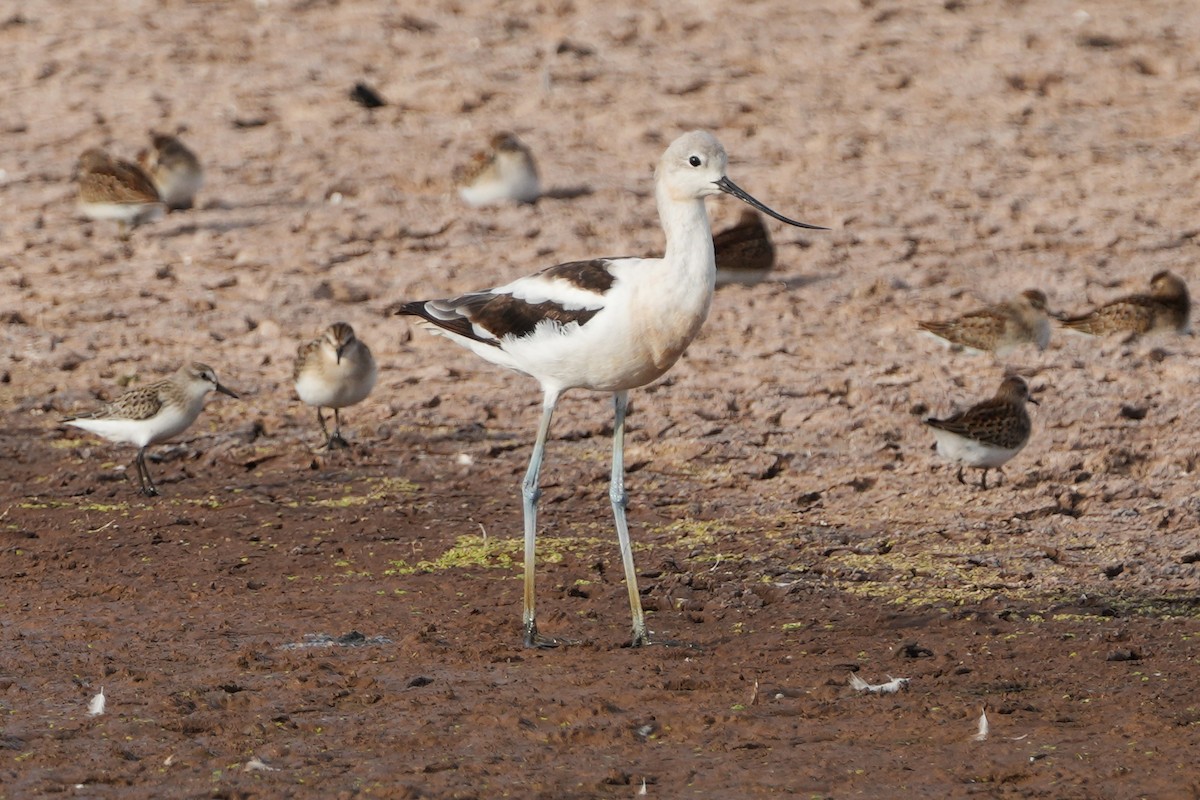 American Avocet - ML644778947