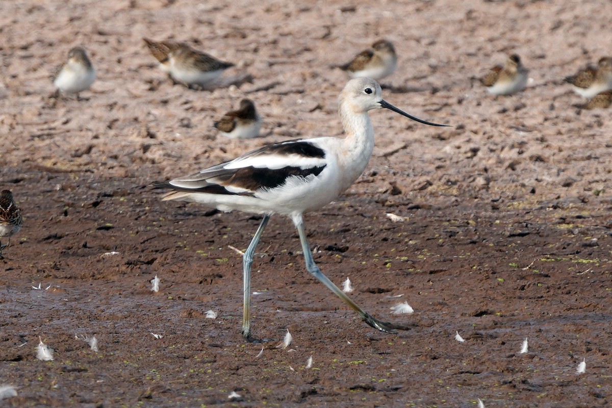 American Avocet - ML644778948