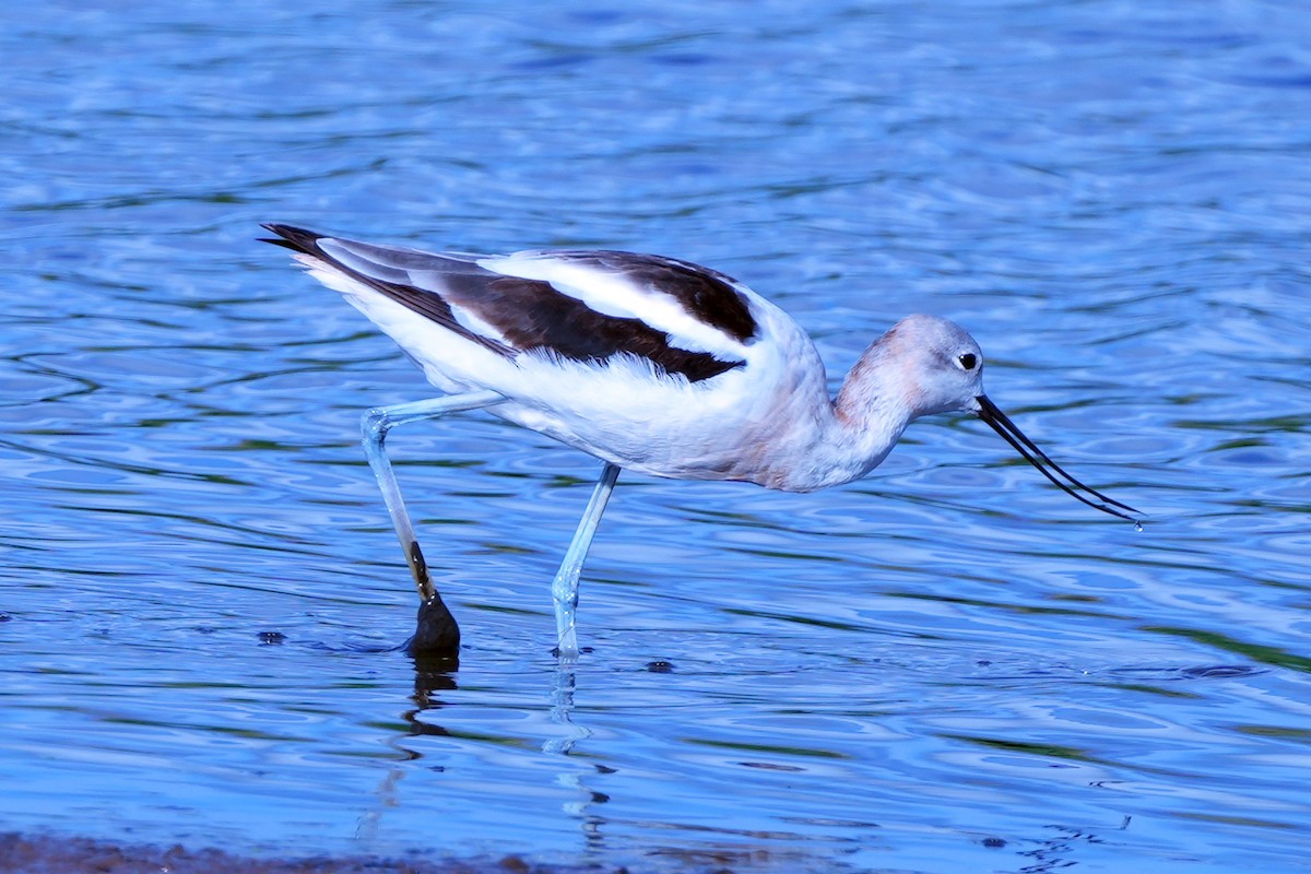 American Avocet - ML644778949